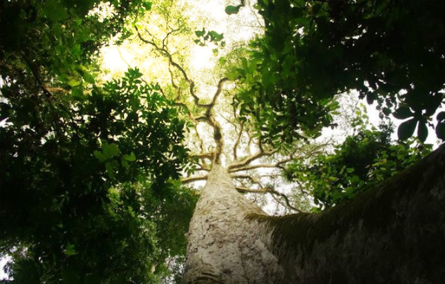Strom Abachi na výrobu saun je krásný a mohutný