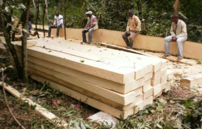 Dřevp Abachi na výrobu saun pochází z Afriky